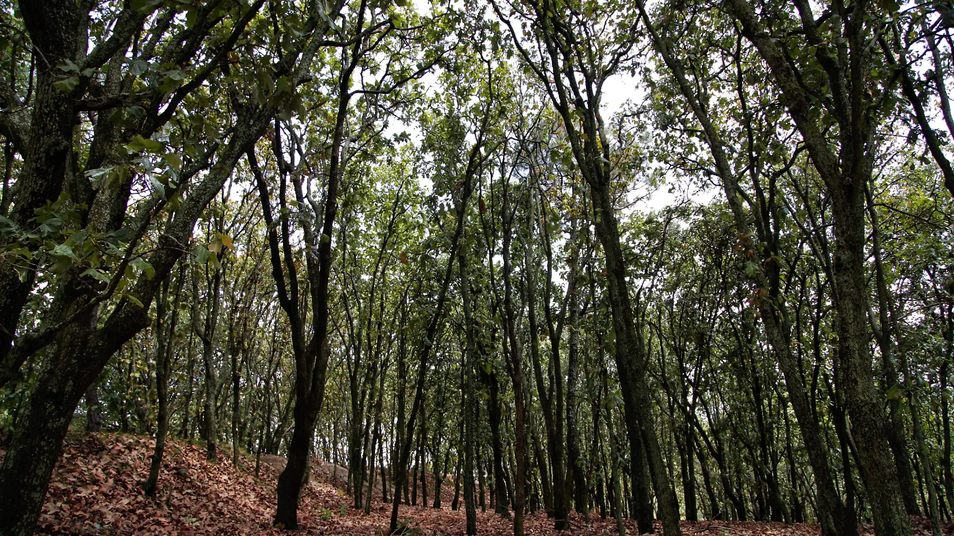 Bosque de la Primavera